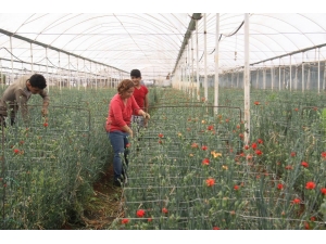 Kesme Çiçeğe Sıcak Hava Darbesi