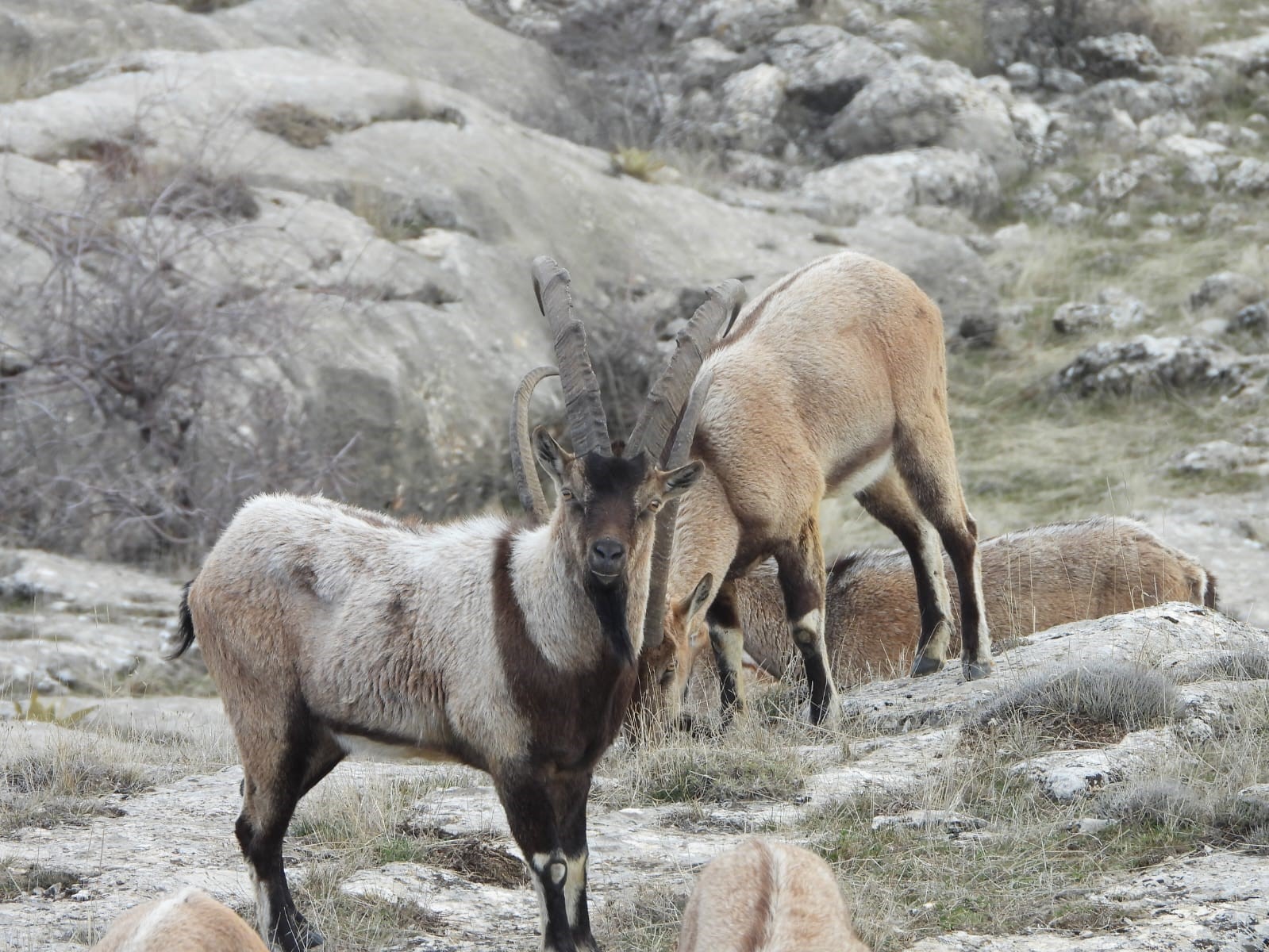 erzurum-da-7-dag-kecisinin-avlanmasi-icin-ihale-acildi-2-1-milyon-lira-fiyat-belirlendi