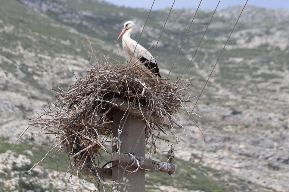 riskli-durumdaki-leylek-yuvasi-guvenli-hale-getirildi