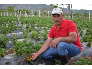 Dodurga’da Çilek Hasadı Başladı