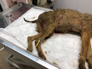 İnsafsızlar Hamile Çakala Kurşun Yağdırdılar