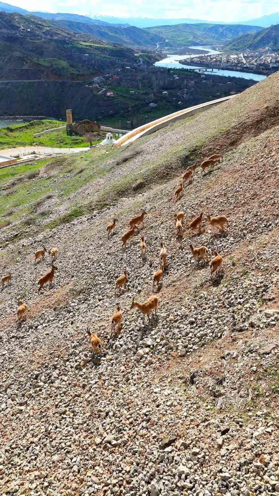 palu-kalesi-nin-eteklerinde-dag-kecileri-dronla-goruntulendi