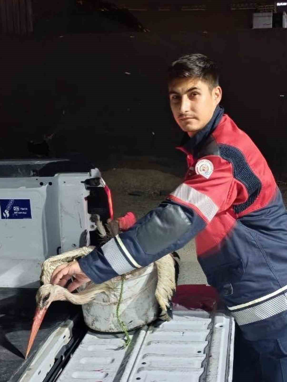 arsuz-da-kayaliklarda-yorgun-dusen-leylek-kurtarildi