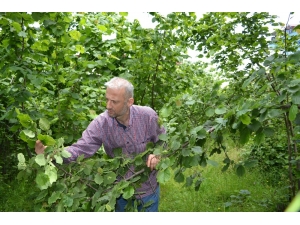 Fındıkta Düşük Rekolte Beklentisi