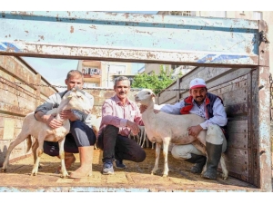 Gördesli Çiftçilere Küçükbaş Hayvan Desteği
