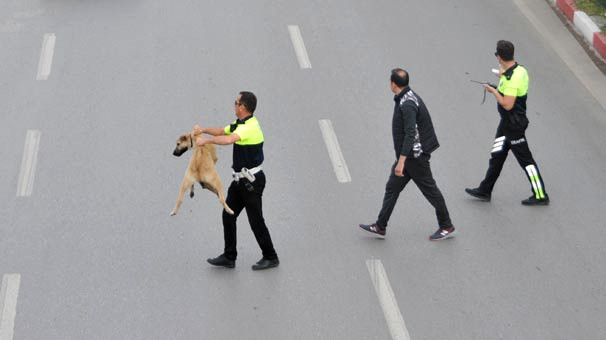 Karşıdan Karşıya Geçemeyen Köpeğin İmdadına Trafik Polisi Yetişti!