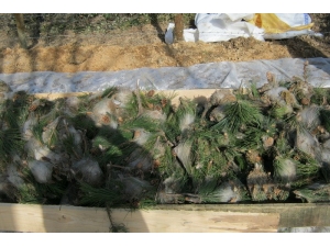 Düzce’de Çam Kese Böceği Zararlısına Karşı Mücadele Devam Ediyor