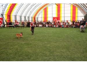 Ağrı’da Eğitimli Köpeklerin Gösterisi Büyük İlgi Gördü