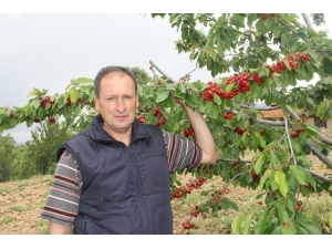 Şaphane’de İlk Kiraz Hasadı Sevinci