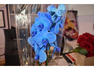 Anneler Günü’nün En Gözde Çiçeği Menekşe Ve Orkide