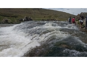 Uçan Balıkların Muhteşem Göçü Devam Ediyor