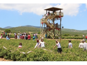 Festivalin Ardıçlı Ayağında Yoğunluk Yaşandı