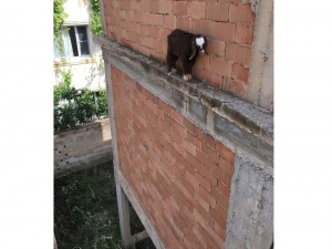 Nusaybin’de 10 Metre Yüksekliğe Çıkan Oğlağı İtfaiye Kurtardı