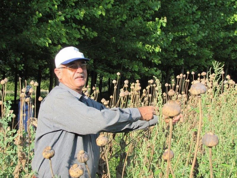 ureticilerden-hashas-tohumu-alim-yapilacak