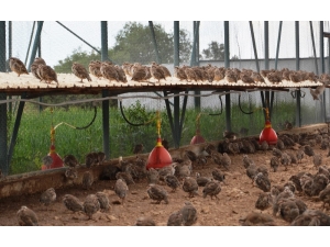 Malatya’dan Anadolu’ya 107 Bin Keklik Salındı