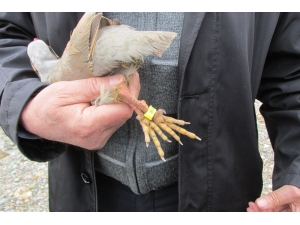 Elazığ’da Kınalı Keklikler Halkalandı