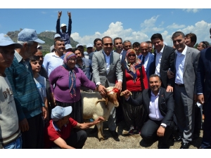 Kozan’da Küçükbaş Hayvan Yetiştiricilerine Damızlık Koç Dağıtıldı