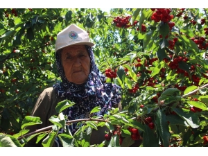 Çiftçinin Beklentisi Mazot Ve Gübre Fiyatlarının Düşmesi