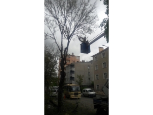 Kars Belediyesi Ağaçları Buduyor