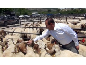 Kozan’da Küçükbaş Hayvan Yetiştiricilerine Damızlık Koç Dağıtıldı