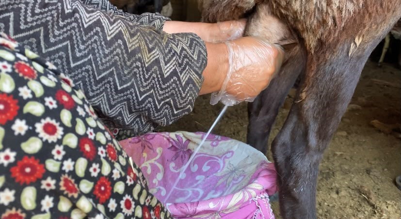 agri-da-koyun-sutu-ekonomiye-kazandiriliyor