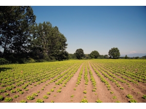 Sakarya’da Çiftçilerin Yüzü Gülüyor