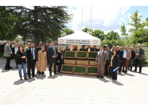 Çiftçiye 60 Bin Domates Fidesi Dağıtıldı