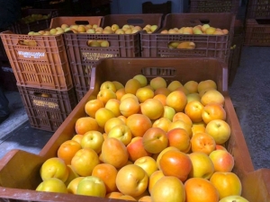 Mut’ta Kayısı Üreticisi Fiyatlardan, Tüccar Kaliteden Memnun