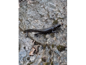 "Anadolu Benekli Semenderi" Nazımiye’de Görüntülendi