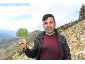 Erzurum’da Çaşır Zamanı