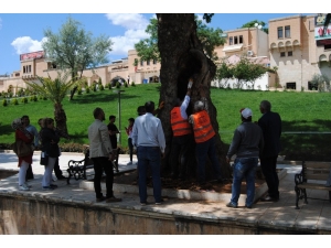 Asırlık Ağaçlara Özel Bakım