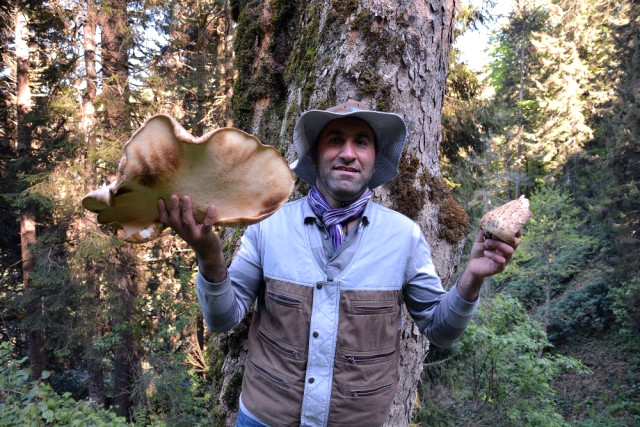 5 Kilogramlık Mantar İçin Ayılarla Yarışıyor