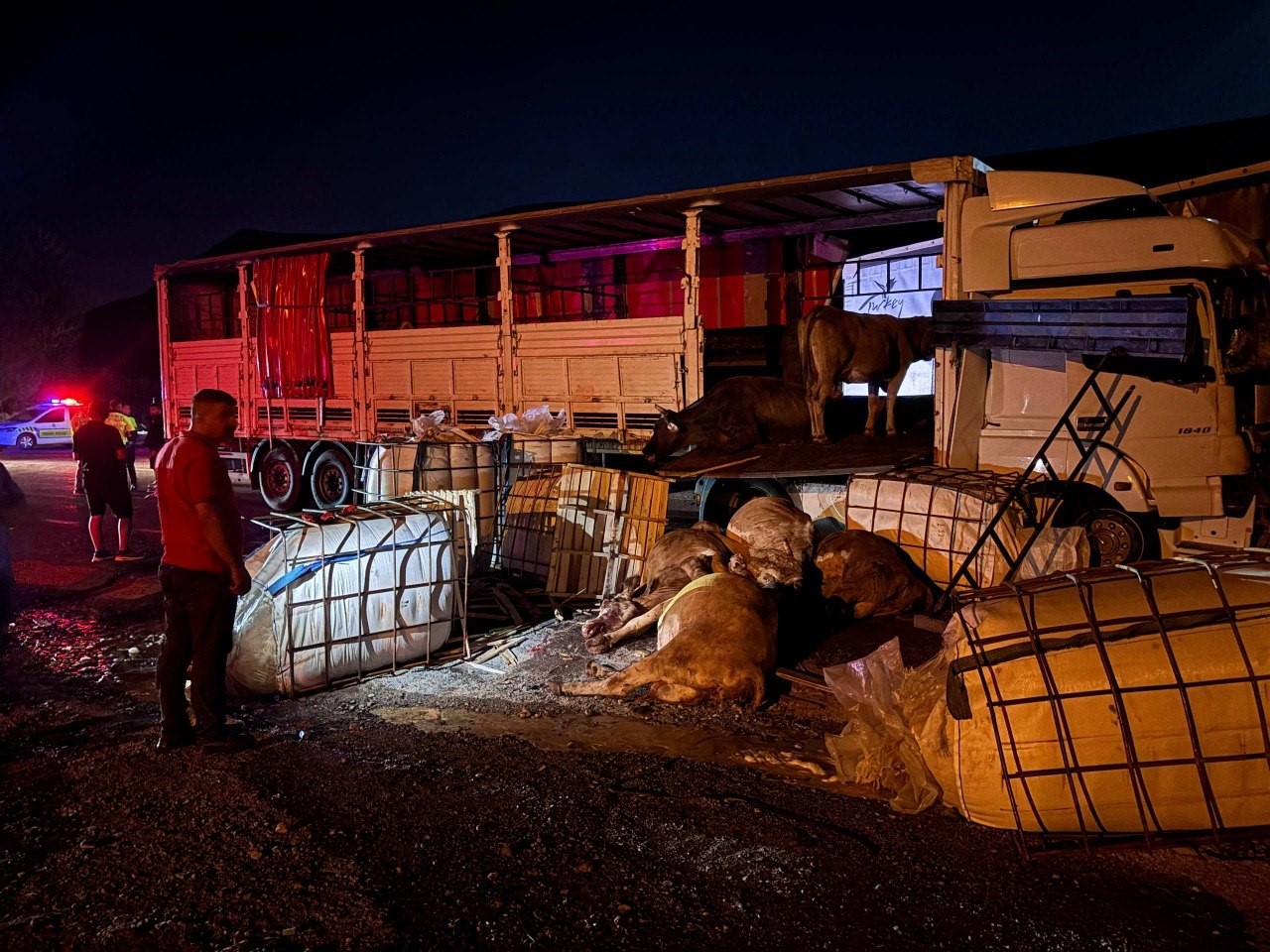 erzincan-da-iki-tir-carpisti-buyukbas-hayvanlar-yola-savruldu-5-hayvan-telef-oldu