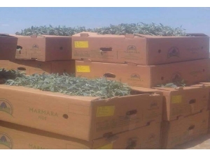 Altıntaş Çiftçisine Alternatif Ürün Adaçayı