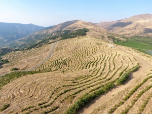 İzmir’de Uygulanan Erozyon Kontrol Projesi Meyvesini Vermeye Başladı