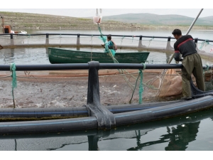 Kayseri’nin Denizi Yok Ama Balık İhracatı Çok