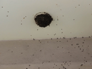 Oğul Veren Arılar Balkonu Sardı