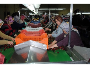 Eğirdir’den Dünyaya Kiraz İhracaatı