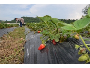 Bu Bahçenin Mahsulünü Müşteriler Topluyor