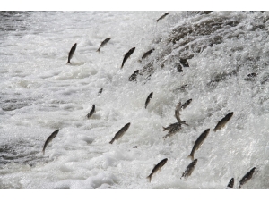 Uçan Balıkların Muhteşem Göçü Devam Ediyor