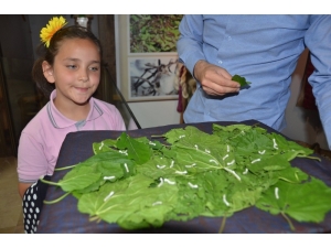 Müzede Bulunan İpek Böcekleri Ziyaretçilerini Ağırlıyor