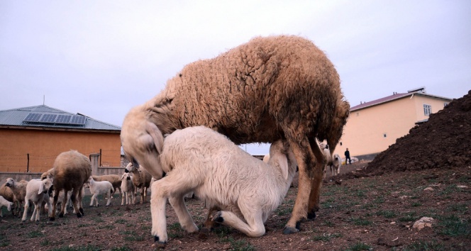 Kuzuların Koyunlara Kavuşma Anı Renkli Görüntüler Oluşturdu