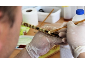 “Ramazan Ayında Enerjinizi Arı Ürünleri İle Koruyun”