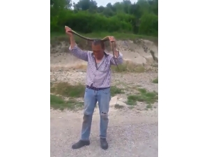 Hiç Korkmadan Boynuna Doladı