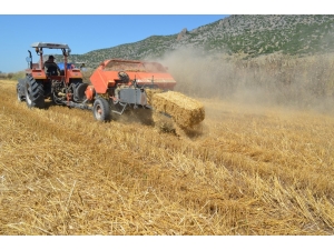 Çukurova’da Saman Balyalama Mesaisi Başladı