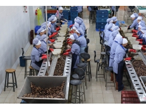 Zonguldak’tan Avrupa’ya Yılda Bin 200 Ton Salyangoz İhraç Ediyorlar