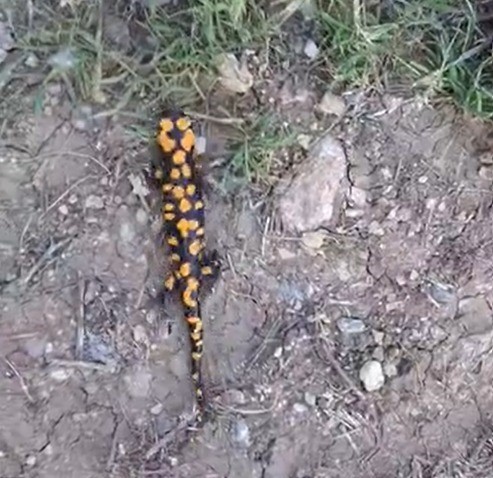 kahramanmaras-ta-benekli-semender-goruntulendi