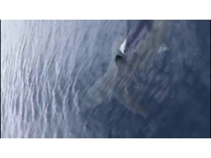 Nesli Tükenmekte Olan Mako Cinsi Köpek Balığı Ege’de Görüldü