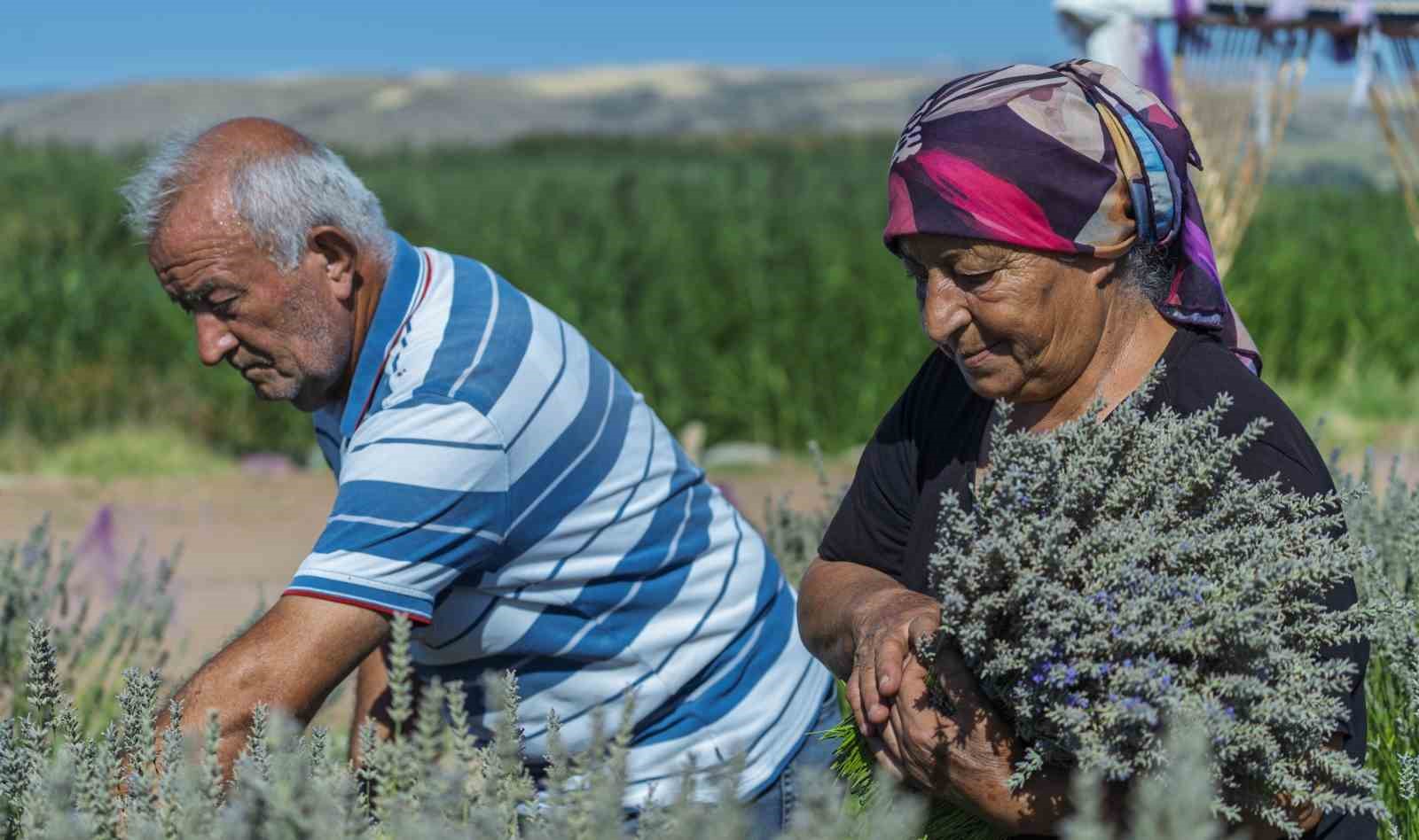 umutla-yetistirdi-gozyaslariyla-anlatti-yasli-ciftin-lavanta-bahcesindeki-huzunlu-bekleyisi