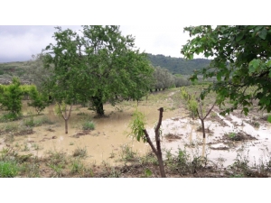 Bursa’da Çiftçiyi Sağanak Yağıştan Sonra Dolu Da Vurdu